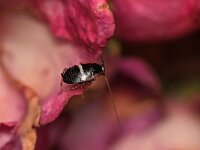 Planuncus tingitanus 5, Dwarsbandkakkerlak, Saxifraga-Tom Heijnen