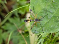 Ctenophora festiva 3, Maskerkamlangpootmug, Saxifraga-Bart Heijne : 2024, Ctenophora festiva, De Knokkert, Diptera, Tipulidae, Zeeland, Zeeuws Vlaanderen, insect, juli, man, maskerkamlangpoot, vakantie, zomer