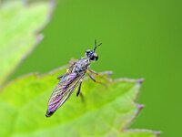 Dioctria hyalipennis 7, Gewone bladjager, Saxifraga-Tom Heijnen