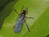 Dioctria oelandica 6, Zwartvleugelbladjager, Saxifraga-Ab H Baas