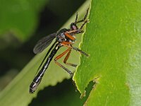 Dioctria oelandica 7, Zwartvleugelbladjager, Saxifraga-Ab H Baas