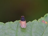 Minettia longipennis 3, Saxifraga-Tom Heijnen