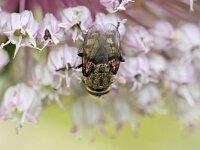 Pollenia sp 7, Saxifraga-Tom Heijnen