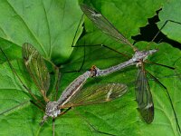 Langpootmug 14.05 D1372  Langpootmug 14.05  Diffelen op 14 mei 2013 : Naar Naturalis tzt