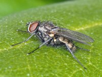 Anthomyiidae #05813 : Anthomyiidae, Root-maggot flies