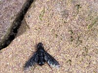 Anthrax anthrax 3, Muurrouwzwever, Saxifraga-Ben Delbaere