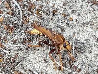 Asilus crabroniformis 6, Hoornaarroofvlieg, Saxifraga-Ben Delbaere  IICSA���II