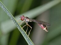 Baccha elongata 01 #02337 : Baccha elongata, Vliegende Speld