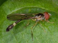 Baccha elongata #13251 : Baccha elongata, Vliegende Speld, male