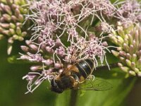 Beris clavipes 5, Zwartvleugel-stekelwapenvlieg, Saxifraga-Jan van der Straaten