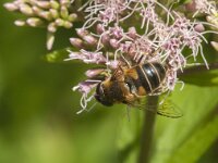 Beris clavipes 6, Zwartvleugel-stekelwapenvlieg, Saxifraga-Jan van der Straaten