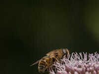 Beris clavipes 7, Zwartvleugel-Stekelwapenvlieg, Saxifraga-Jan van der Straaten