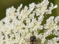 Beris clavipes 8, Zwartvleugel-stekelwapenvlieg, Saxifraga-Kees Laarhoven