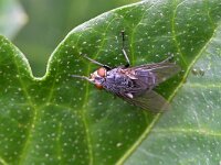 Calliphora vicina 5, Roodwangbromvlieg, Saxifraga-Tom Heijnen