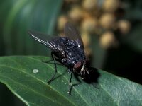 Calliphora vomitoria 2, Roodbaard-bromvlieg, Saxifraga-Frits Bink