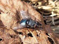 Calliphora vomitoria 5, Roodbaardbromvlieg, Saxifraga-Ben Delbaere