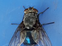 Calliphora vomitoria 6, Roodbaardbromvlieg, Saxifraga-Ben Delbaere  IICSA���II