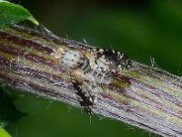 Boorvlieg 02 D4122  Boorvlieg Collendoorn op 8 juli 2013 : Naar Naturalis in 2013