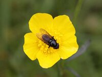 Cheilosia albitarsis 3, Weidegitje, Saxifraga-Peter Meininger