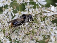 Cheilosia illustrata N0478 : Cheilosia illustrata, Wollig gitje