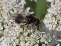 Cheilosia illustrata 7, Wollig gitje, Saxifraga-Peter Meininger