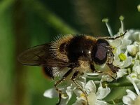 Cheilosia illustrata 8, Wollige gitje, Saxifraga-Ben Delbaere  IICSA���II