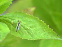 Chironomidae sp 10, Saxifraga-Tom Heijnen