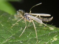Chironomidae 01 #09974 : Chironomidae, Dansmug