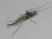 Chironomidae #05905 : Chironomidae, Dansmug