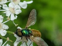 Chloromyia formosa 16, Gewone prachtwapenvlieg, Saxifraga-Ben Delbaere  IICSA���II
