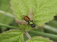 Chloromyia formosa 3, Gewone prachtwapenvlieg, Saxifraga-Peter Meininger