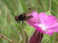 Chrysopilus cristatus 5, Gewoon goudlokje, Saxifraga-Frank Dorsman  Chrysopilu​​s cristatus, Snipvliegde Zilk 100611