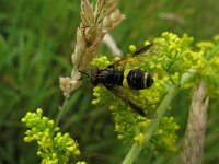 Chrysotoxum bicinctum 3, Donkere fopwesp, Saxifraga-Rutger Barendse