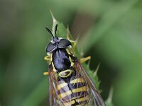 Chrysotoxum cautum 5, Grote Fopwesp, Saxifraga-Rutger Barendse