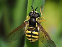 Chrysotoxum cautum 9, Grote fopwesp, Saxifraga-Hans Dekker