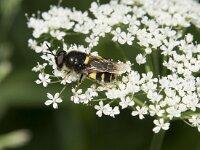 Chrysotoxum festivum 5, Stipfopwesp, Saxifraga-Willem van Kruijsbergen