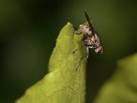 Coenosia tigrina 3, Saxifraga-Tom Heijnen
