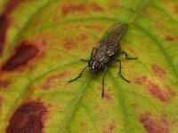 Coenosia tigrina 4, Saxifraga-Tom Heijnen