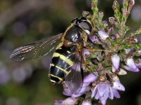 Dasysyrphus tricinctus 01 #04008 : Dasysyrphus tricinctus, Geelbandwimperzwever, female