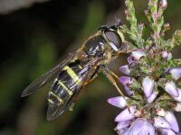 Dasysyrphus tricinctus 01 #04009 : Dasysyrphus tricinctus, Geelbandwimperzwever, female