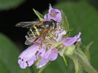 Dasysyrphus tricinctus #20016 : Dasysyrphus tricinctus, Geelbandwimperzwever