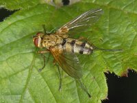 Dexiosoma caninum #08486 : Dexiosoma caninum, Sluipvlieg, male