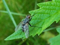 Dinera ferina 01 N3991 : Dinera ferina