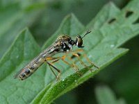 Dioctria linearis 1, Bosgeelvlakbladjager, Saxifraga-Ab H Baas