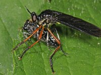 Dioctria oelandica 11, Zwartvleugelbladjager, Saxifraga-Ab H Baas