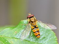 Episyrphus balteatus 17, Snorzweefvlieg, Saxifraga-Tom Heijnen