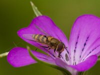Episyrphus balteatus 38, Snorzweefvlieg, Saxifraga-Jan Nijendijk