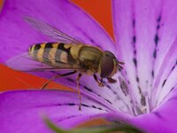 Episyrphus balteatus 39, Snorzweefvlieg, Saxifraga-Jan Nijendijk