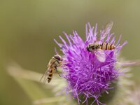 Episyrphus balteatus 40, Snorzweefvlieg, Saxifraga-Jan Nijendijk
