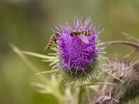 Episyrphus balteatus 41, Snorzweefvlieg, Saxifraga-Jan Nijendijk